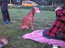 Doggy meet up