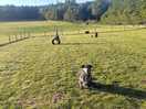 Dog park