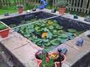 The pond