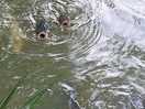 Here fishy fishy