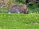 Rabbits