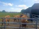 Working farm with this friendly bunch in the field next to the site