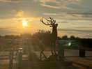 Stag sunset