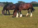 Horses next to the pitch