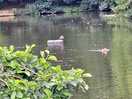 Gorgeous lakes with lots of wildlife