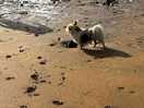 Summerleaze beach