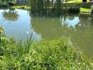 Lovely carp/roach lake 1mile