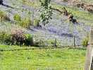 Beautiful bluebells