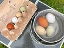 Fresh eggs from the chickens there