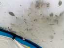 There was lots of stain on our brand new dome because of the tree laying on it