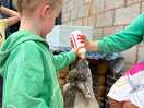 Feeding lambs
