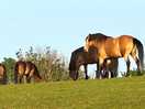 Exmoor ponies