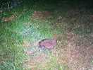 Friendly neighbour, although has a slight prickly complexion