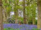 Bluebells