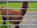 Another neighbour
