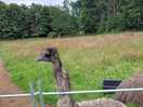 Petting farm