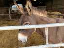 Donkeys