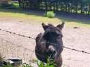 Donkey
