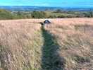Path to my tent