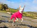 Dog friendly beaches within driving distance