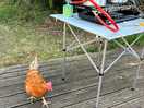 Chickens roam
