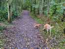 Woodland walk