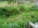 Chickens