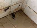 Badkamer met haren