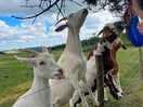 Goats