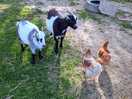 More of the animals onsite