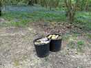 Trees bluebells and bucket of logs