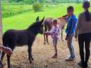 Donkeys