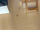 Holes in the flooring.