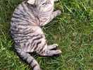 Boris the farm cat