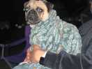 Just we take the photo from our dog in camping