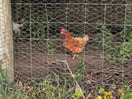 Chickens we saw exploring