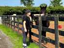 Beautiful and friendly horse