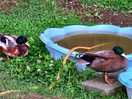 The ducks.
