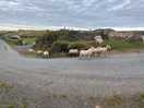 Sheep come around.