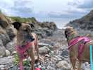 Marmite and beans enjoying the beach