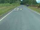 Lambs all over roads lovely