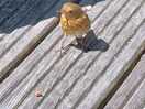 Daily visitor