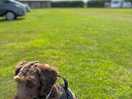 Spacious and dog friendly
