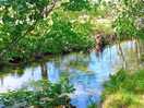 Stream by the pitch