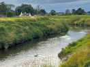 Swans on the river severn