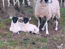 Cute lamb's
