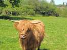Moo