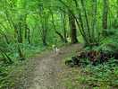 Senda por el bosque adyacente al camping