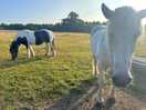 Horsies