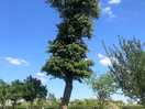 Trimmed horse chestnut